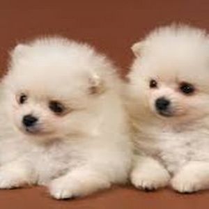 Meet your Posher, Herro